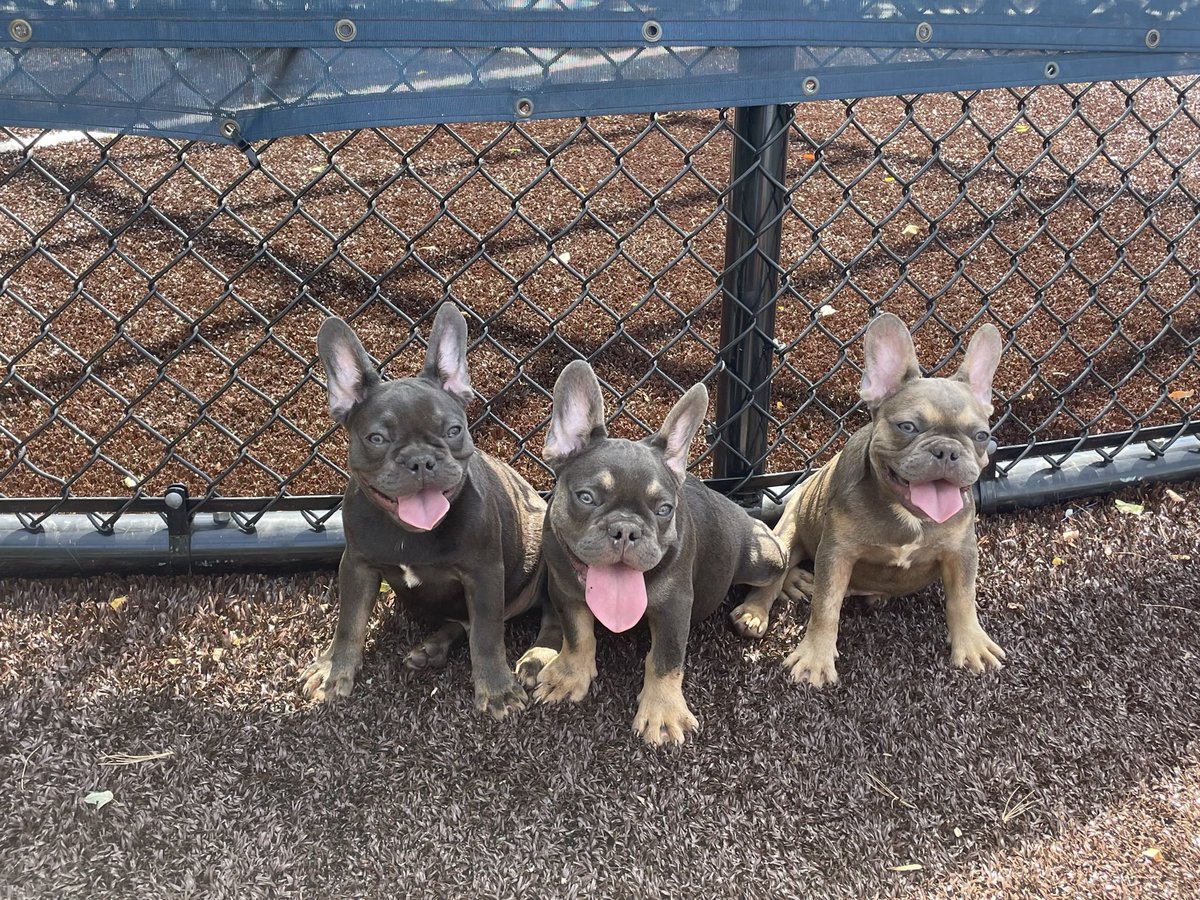 Tri frenchies available Tap in