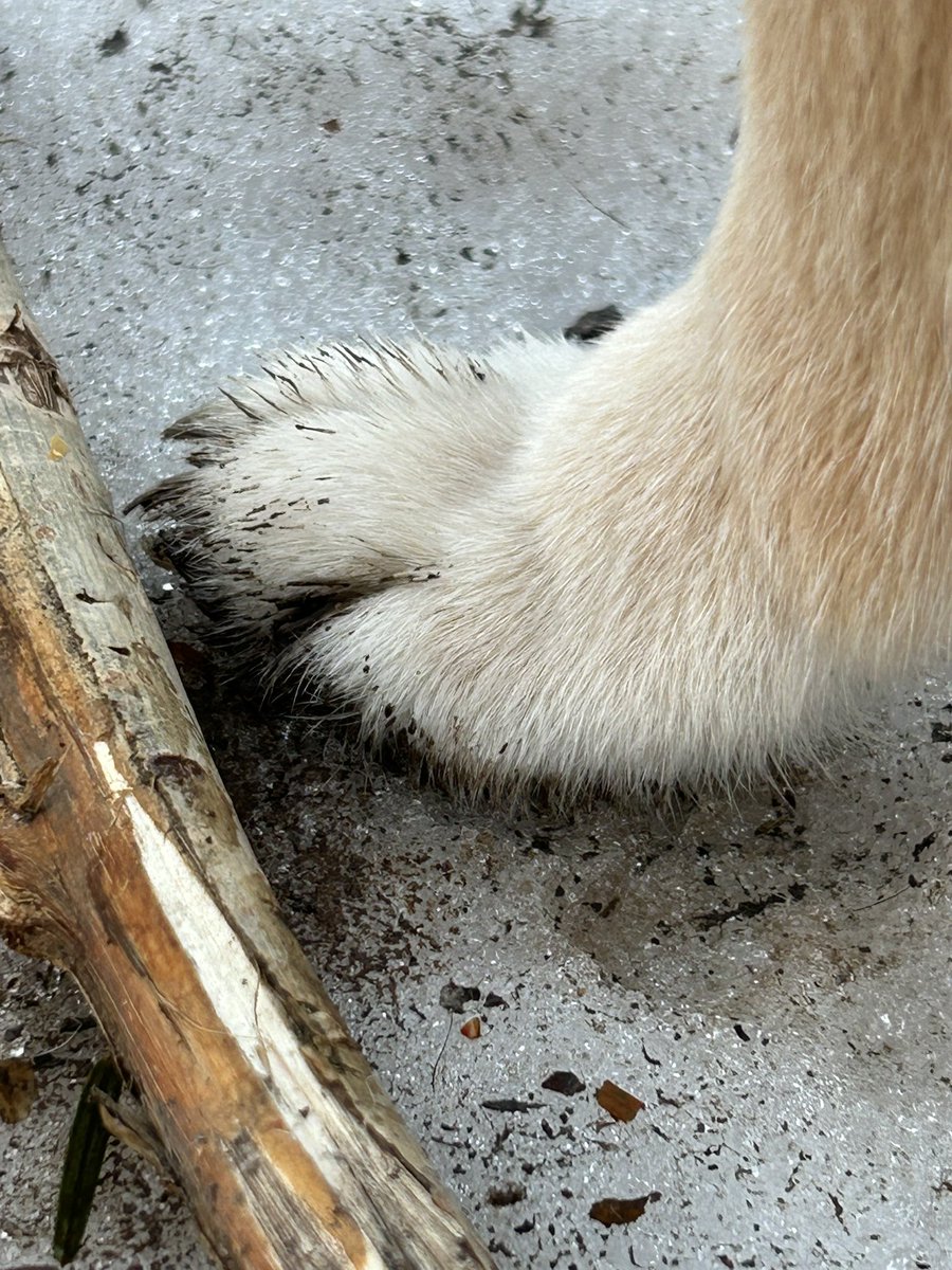 これは雪解けの泥にハマった柴犬の可愛くも汚いおてて