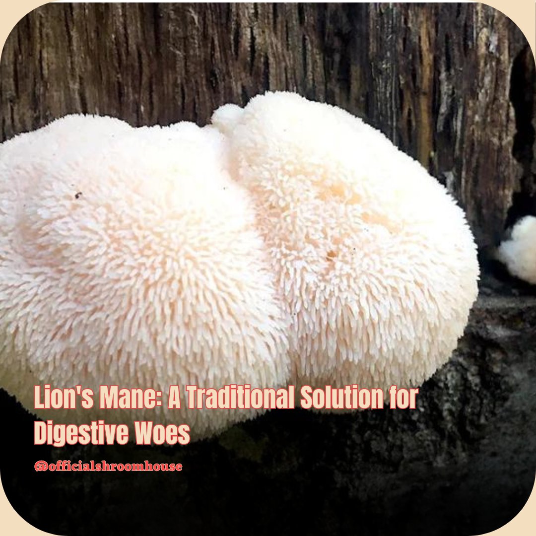 Research suggests Lion's Mane extract could combat stomach ulcers by addressing H. pylori overgrowth and mucous layer damage. Traditional wisdom meets modern science in the quest for digestive wellness. 🍄💼 #HerbalRemedy #DigestiveHealth