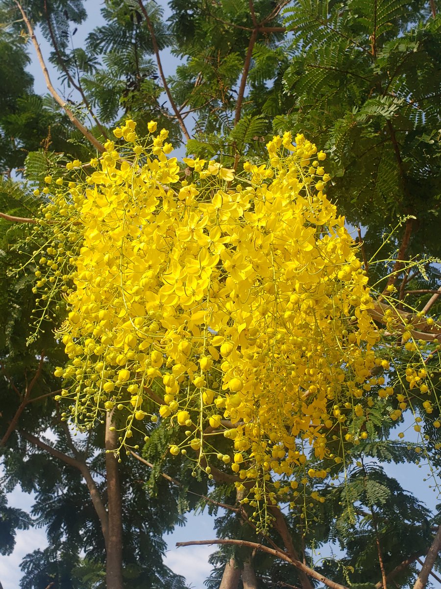 My golden,golden Sunday morning😍😍🥰🥰💛💛💛💛 #goldenshowers