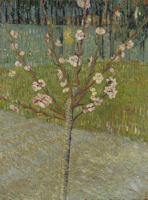 #VanGogh of the Day: Peach Tree in Blossom, April 1888. Oil on canvas, 50 x 37.5 cm. Van Gogh Museum, Amsterdam. @vangoghmuseum