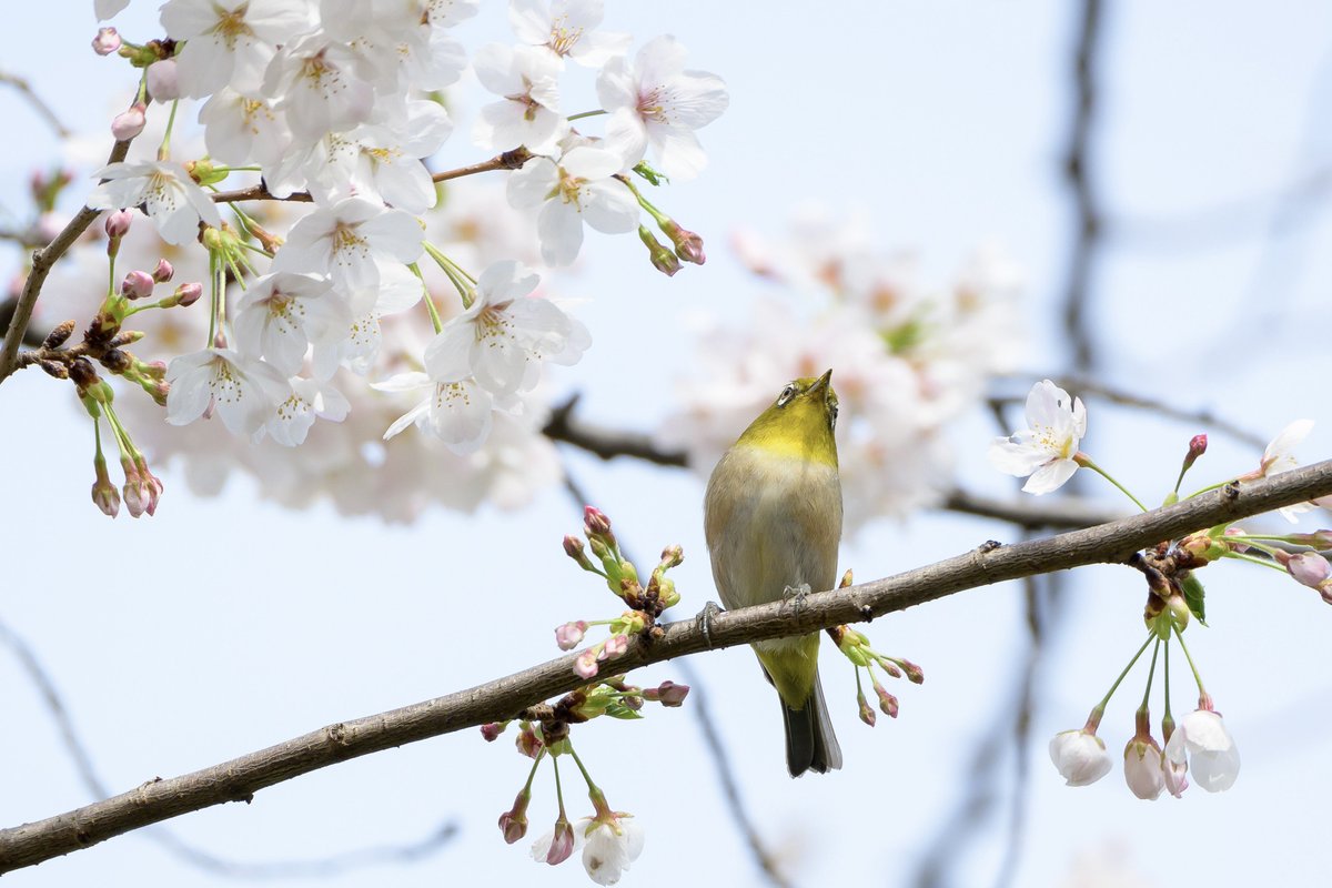 Z fc + NIKKOR Z 28-400mm f/4-8 VR
これだけ写っちゃうとZ180-600mmも使わなくなるねって思ったんだけど、今猛烈にZ663が欲しくなってるw
みんなも気を付けてね
#サクジロー 
#Nikon  #ニコン #Zfc