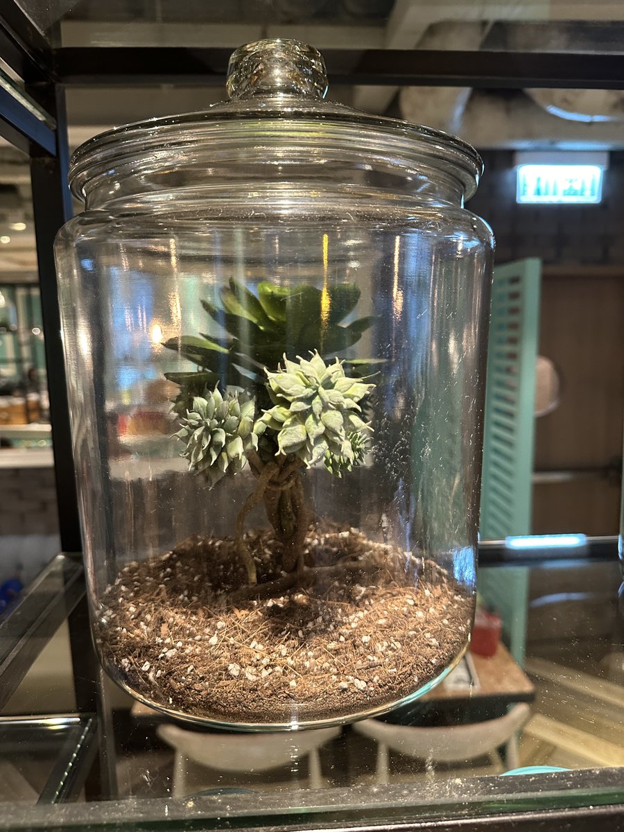 At a restaurant in Hong Kong, we found an amazing collection of "real" vivariums" :) @VivaXR_2024 #mixedrealilty