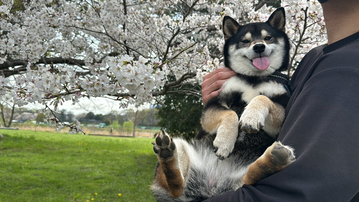 お花見すみちゃん🌸
#お花見2024 
#柴犬