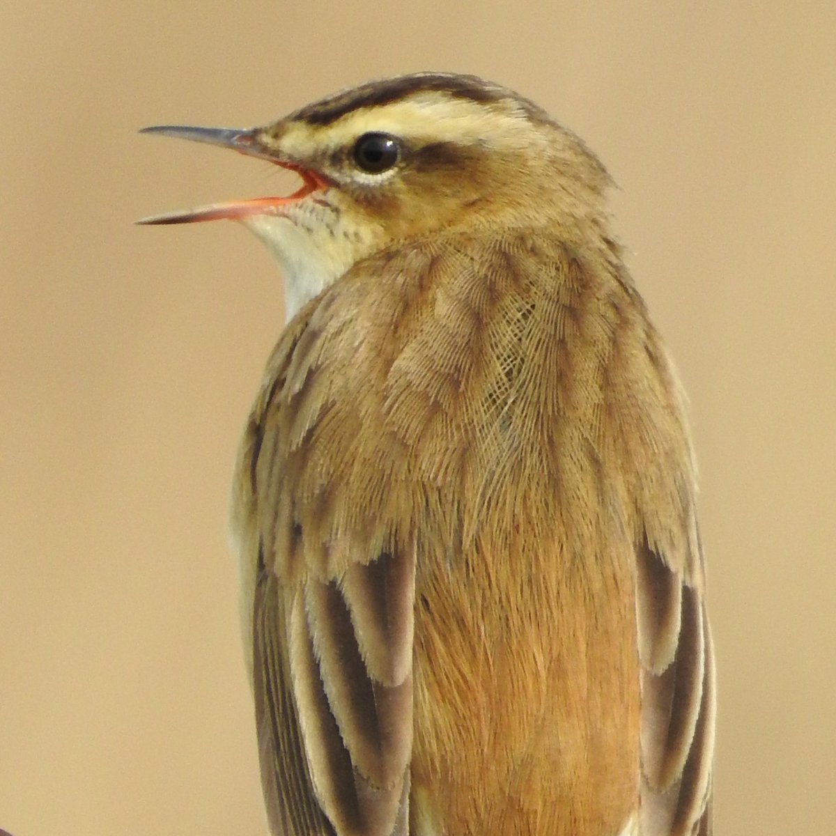 Sedge Warblers are back. They have returned from Africa where they have spent their winter. #LondonBirds #nature #wildlife @WildLondon #sensesofspring @Natures_Voice #springwatch