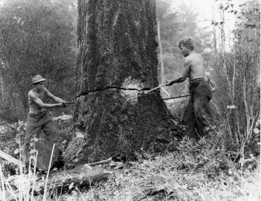 ‘Felling snags on fire line around the Coquille CCC camp, #SiskiyouNationalForest.’ #CivilianConservationCorps #CCC #forestfires #firefighting #forestry