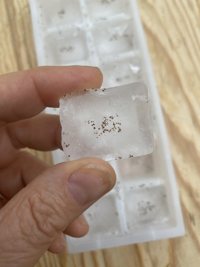 Freeze poppy seeds in an ice cube for a week or two, before throwing on the soil! Poppy seeds often need a cold snap to break dormancy. 
#gardenhack