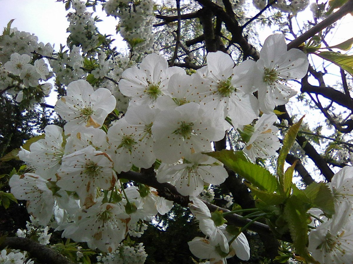 Ciliegi in fiore sul far della sera anche quest’oggi è diventato ieri. (Kobayashi Issa)