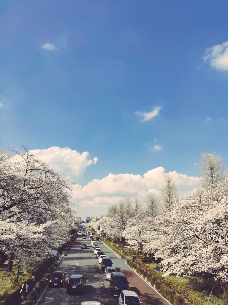 kuni_maruka's tweet photo. 今日は晴天に恵まれて桜通りも大学通りも桜満開で人通りが多く大変賑やかですね https://t.co/VFuQLCsWlS