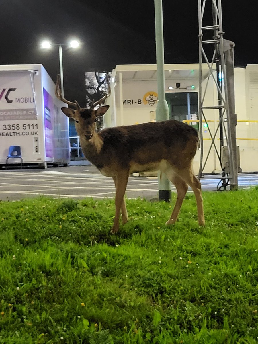 These beauties paid us a visit at work last night ♥️ <a href="/DerrifordED/">DerrifordED</a> <a href="/UHP_NHS/">University Hospitals Plymouth NHS Trust</a>