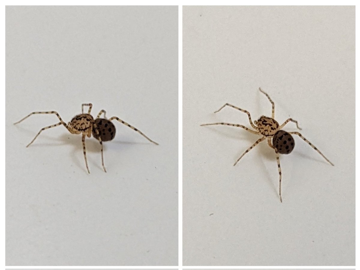 arableplants's tweet photo. With my Sunday plans curtailed due to a chest infection it's a slow day for me, but off to a nice #nature start with my favourite resident #Sunday #Spider coming to say hello &amp; obliging me to tag @NHarnser https://t.co/KeYtfuBTme