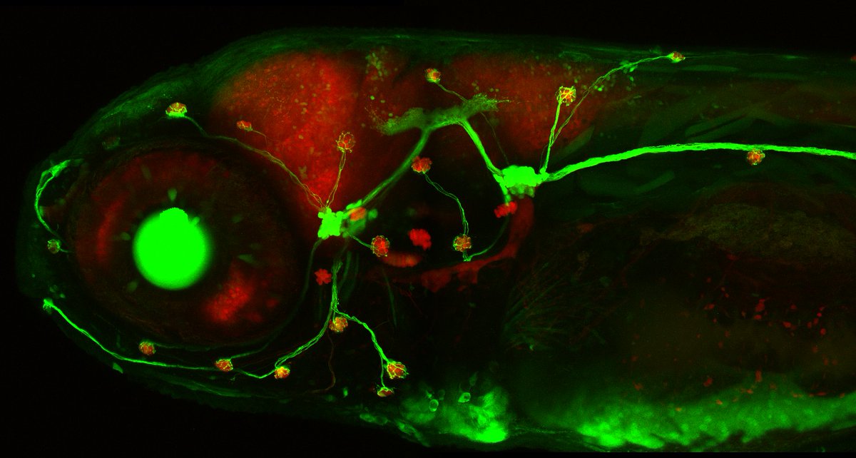 #pictureofthemonth: This picture of a zebrafish shows the lateral line, a sensory system that helps fish to sense water flow and movements in the water. @Baierlab studies the neuronal circuits that generate behavior in zebrafish. Find out more: bi.mpg.de/baier April -