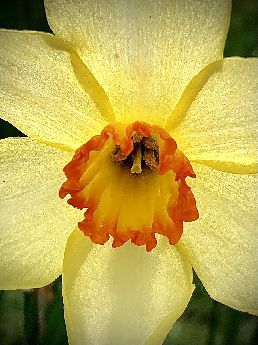GM this #SundayMorning

Daffodill for a #YellowSunday 
#SundayMotivation #sundayvibes #flower #flowerphotography