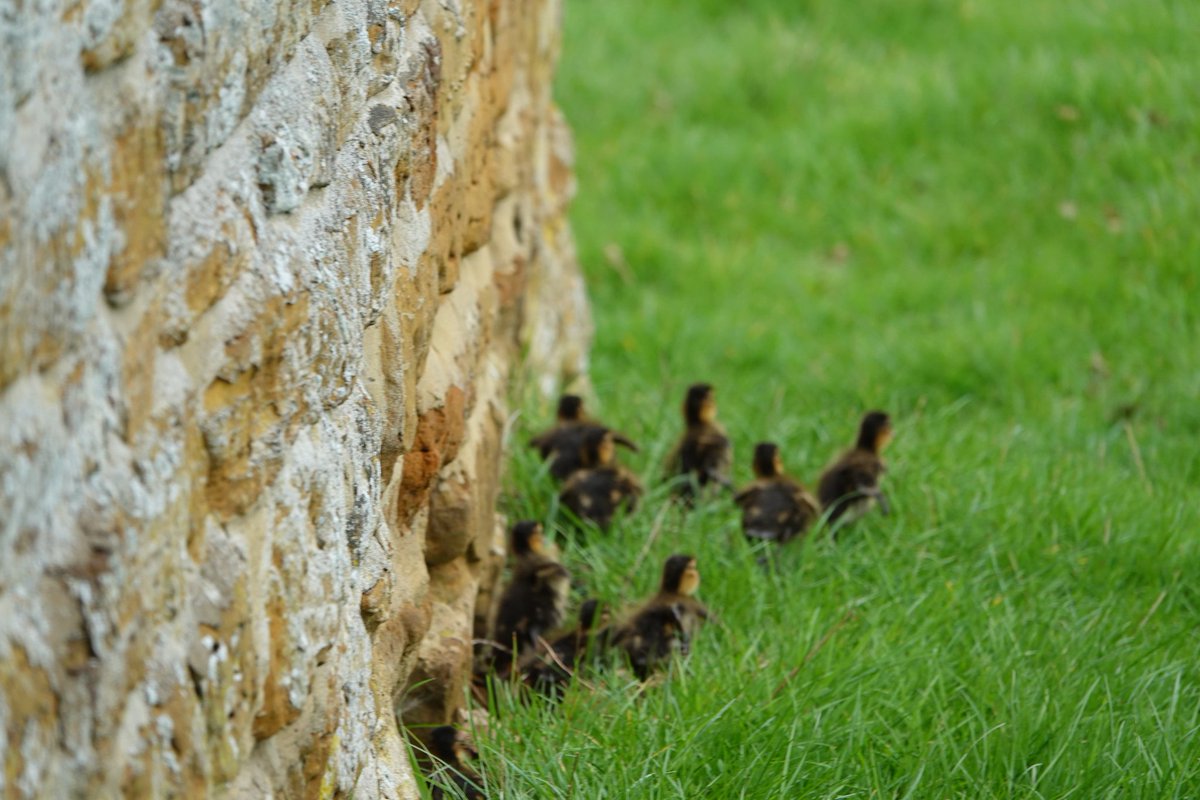 Rubbish phone shot of the first wild duckling brood @AlthorpHouse there were 10 mallard ducklings in total and their mother deserved an Oscar with her 'broken wing' performance! Conservation@althorp.com #wildlife