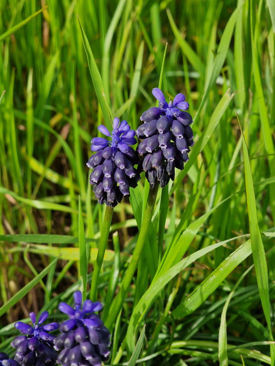Some properly wild Grape Hyacinths from the Brecks for #wildflowerhour