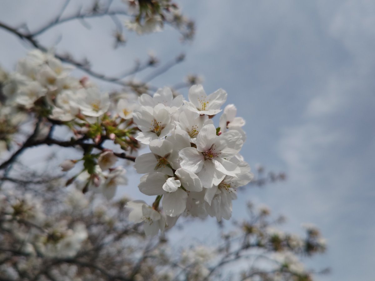 二度目の春🌸早いもんだ、、、🍺