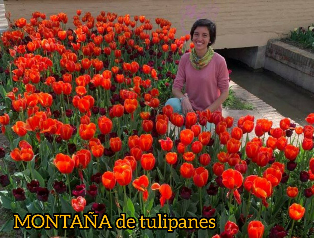 #frasesparapensar #montañas #tulipanes #naturalezaviva #naturalezaurbana #primavera24