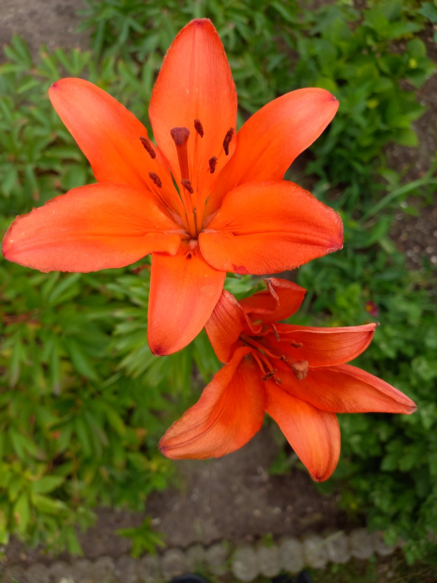 Traubenblut Liebe in den Händen spürend, suchte ich den langen Tag, Traubenblut ließ, mich verführend, lauschen deines Herzens Schlag. Durch der Wiesenblumen Welt und des Baches Rauschen, höre ich, was dir gefällt, möcht' Blicke mit dir tauschen. (Jurik Müller)