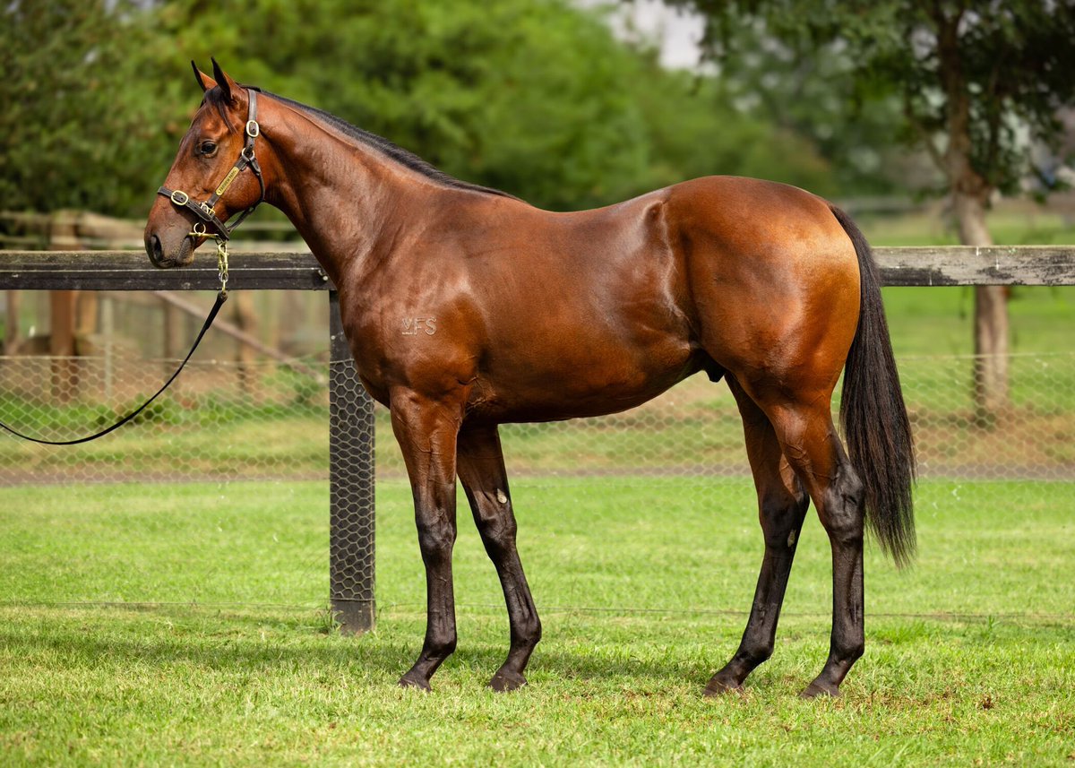 Lot 108 PIERRO/LASQUETI SPIRIT⭐️ This athletic colt has the🦴&💪🏻we love at Tulloch Lodge🐎He’s the 3rd foal o/o the G1 VRC Oaks winner LASQUETI SPIRIT🏆& his pedigree page is full of BLACK TYPE winners🚀 💰$300K @fairviewparkstud Get in touch📧 claudia@gaiwaterhouse.com.au