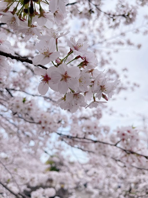 Twitterのコスプレ画像31