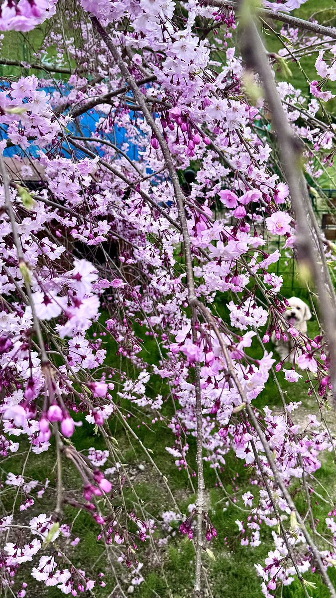 マリンは今日も張り切りガール🐩 散歩たのし〜い♪ ૮⍝ ᵔ ܫ ᵔ ⍝ა 🐾 桜🌸が満開でした 八重桜は染井吉野より花びら枚数多い恋(濃い)ピンク 八重桜の写真にもマリンいるよ🥰 #犬好きさんと繋がりたい #犬のいる暮らし