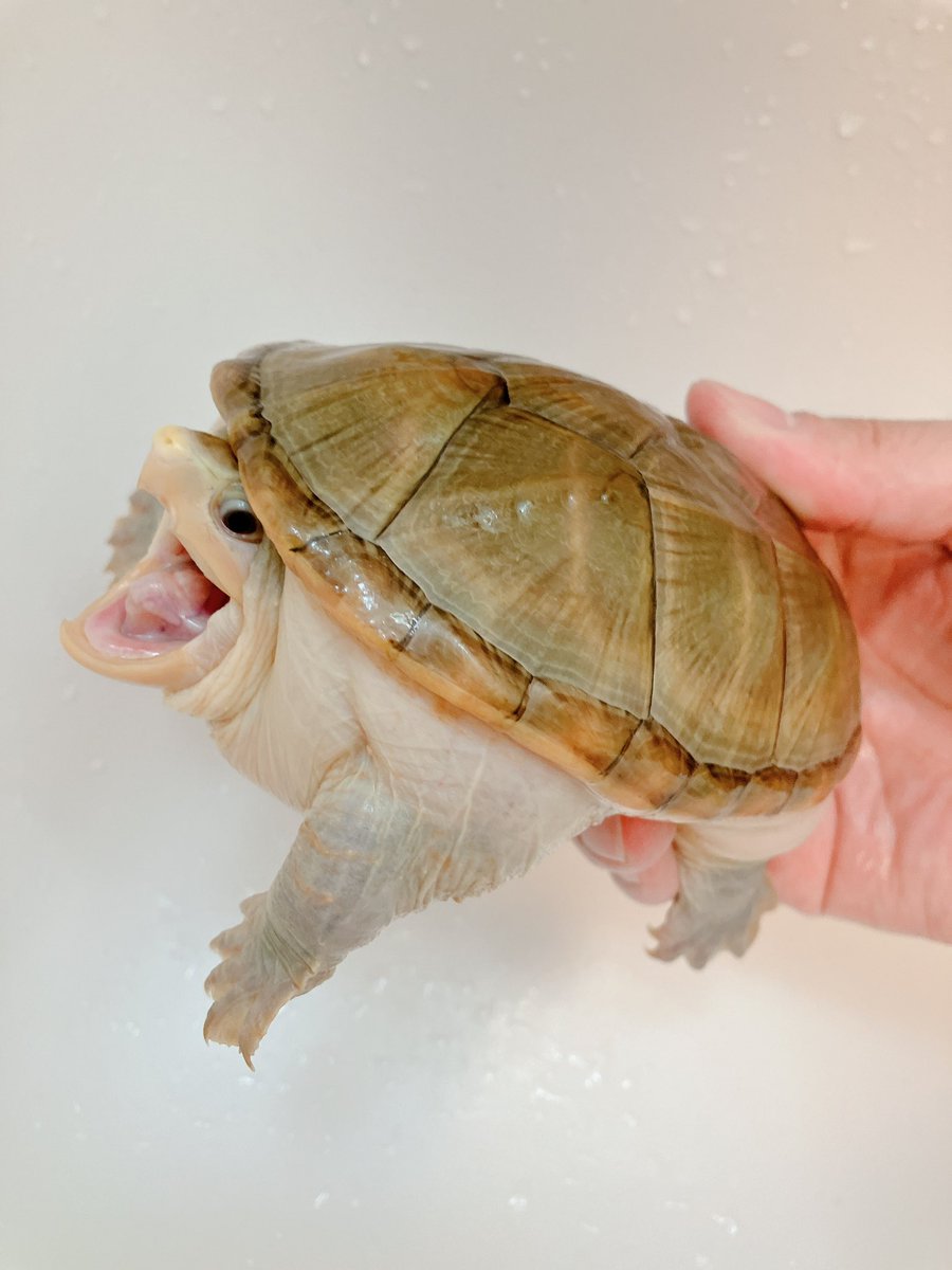 MightyTurtless's tweet photo. 柄無し美人さん‼️
13cm超えてきました😄

#ハラガケガメ https://t.co/yNJxMY8SDG