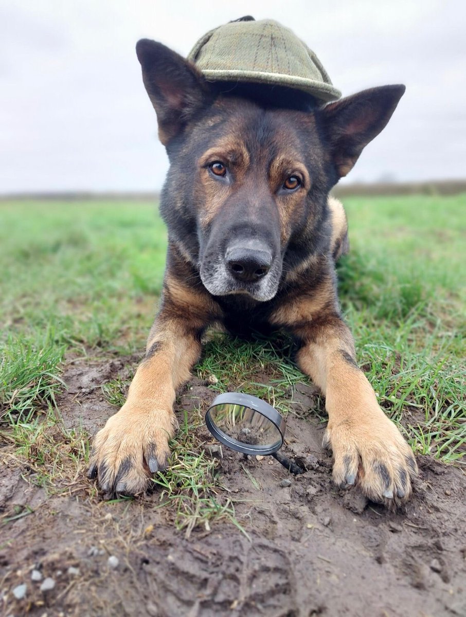 PD Olly turned detective last night after a vehicle failed to stop for police & the occupants then ran off. They were detained by other officers after a foot chase but the car key couldn’t be found. After a long search Olly found the key, well hidden in a hedgerow #SherlockBones