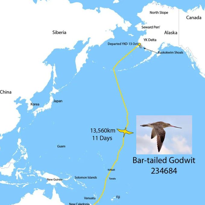 Rainmaker1973's tweet photo. This five-month-old bar-tailed godwit smashed the record for long-distance migration following a non-stop, 11-day flight from Alaska to Tasmania: a 13,560 km journey beating the previous record, a godwit which flew 13,000 km https://t.co/h38emY49DQ
