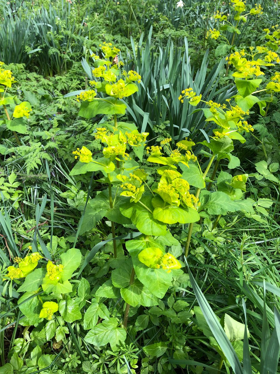 A wonderful splash of colour in an early April day @kewgardens, but oh what a weed 😳 (#Smyrnium perfoliatum, perfoliate alexanders)