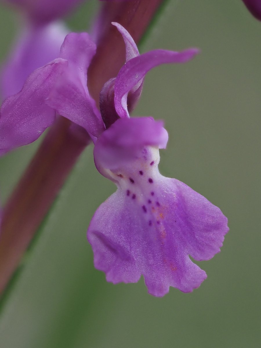 Orchis mascula, Glamorgan (06/04/2024)