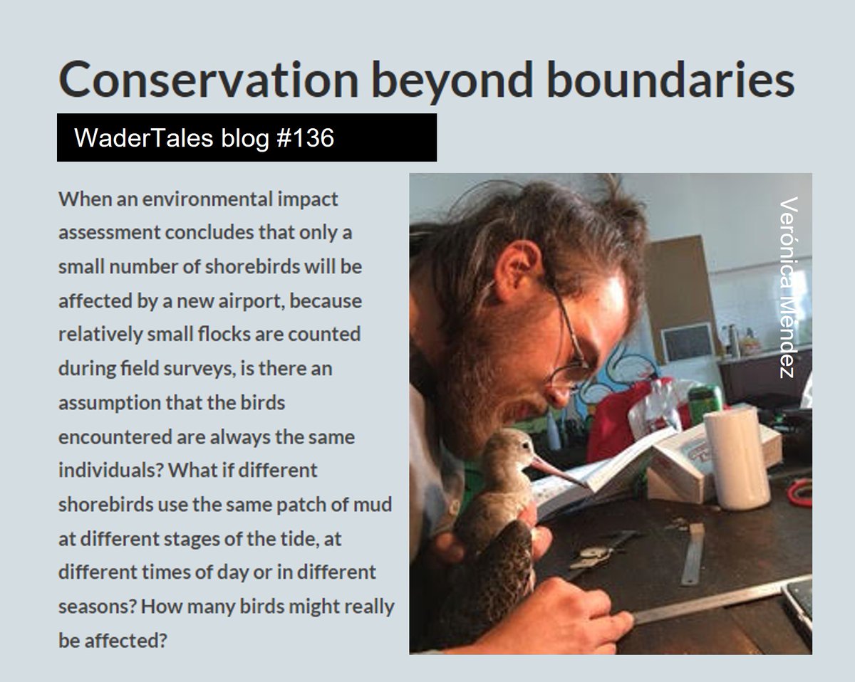 A @ConservEvidence success story. Impact assessments need to account for the fact that birds move! Blog from 7 Apr 2023🎂 wadertales.wordpress.com/2023/04/07/con… Paper by @Luscinia_joshua was cited as evidence in decision not to renew the environmental licence for new airport. #ornithology