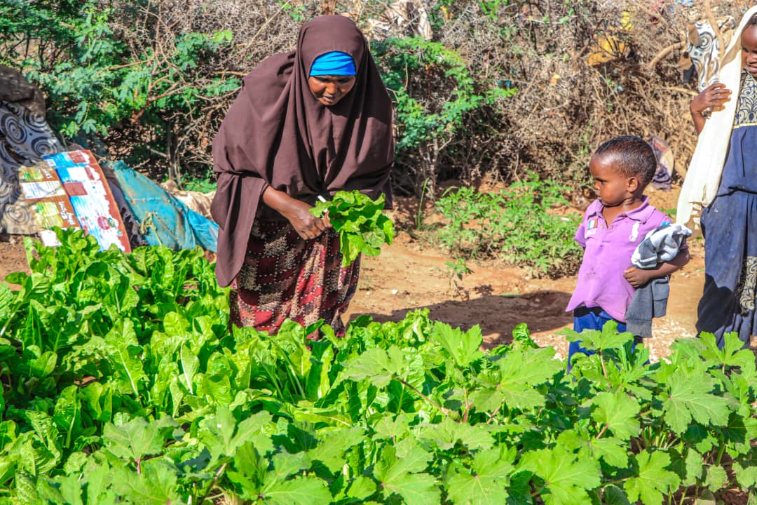 1/2 From external support to self-reliance: HHs in Barwaaqo IDPs compacting food insecurity.  HHs were purely relying on external assistance all year round. Now, that has shifted and Barwaaqo IDP camp supplies fresh crops to local markets.