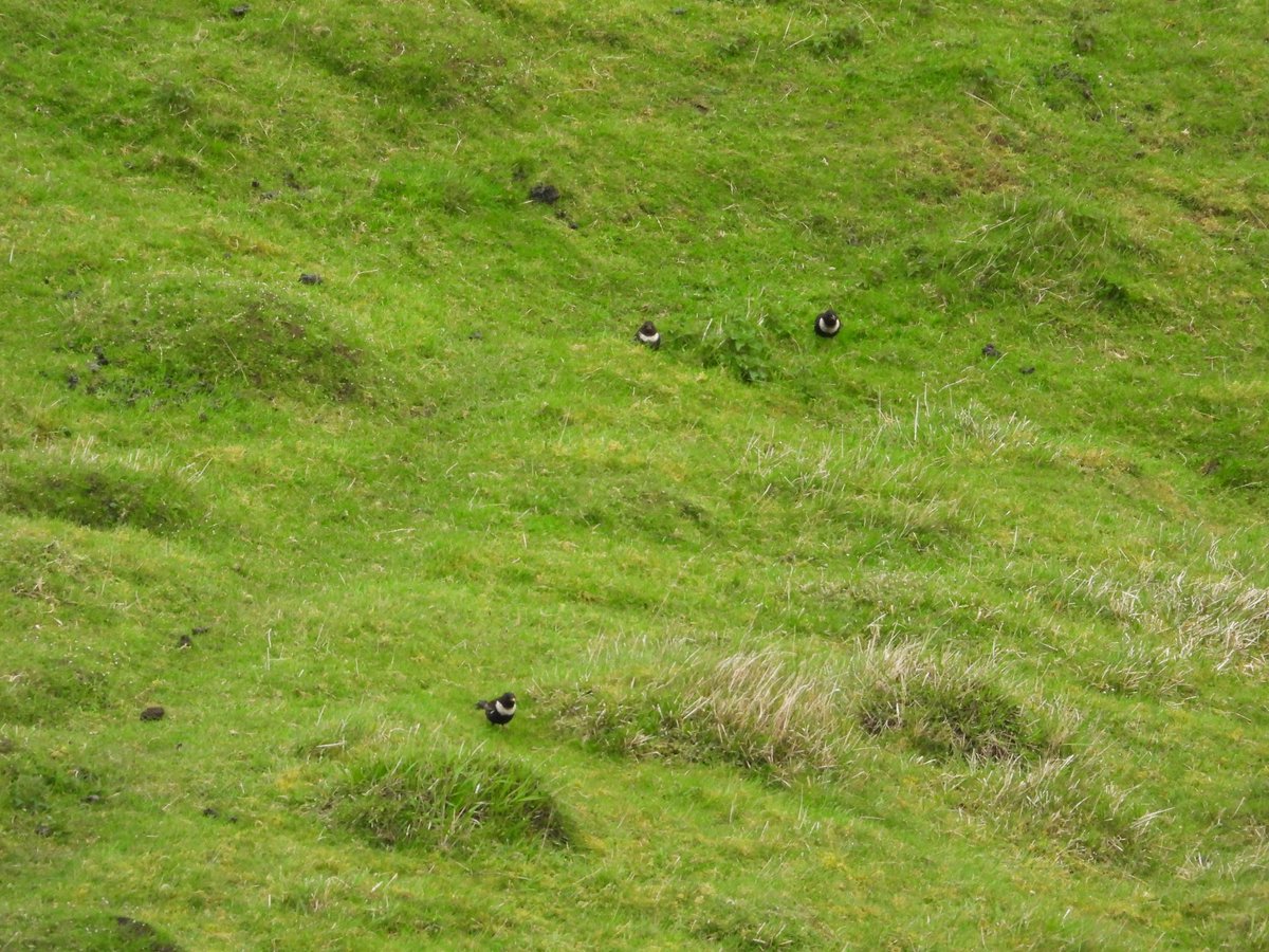 BirderJB's tweet image. Bredon Hill - At least 16 Ring Ouzels on escarpment early this morning. @WorcsBirding #Worcsbirds