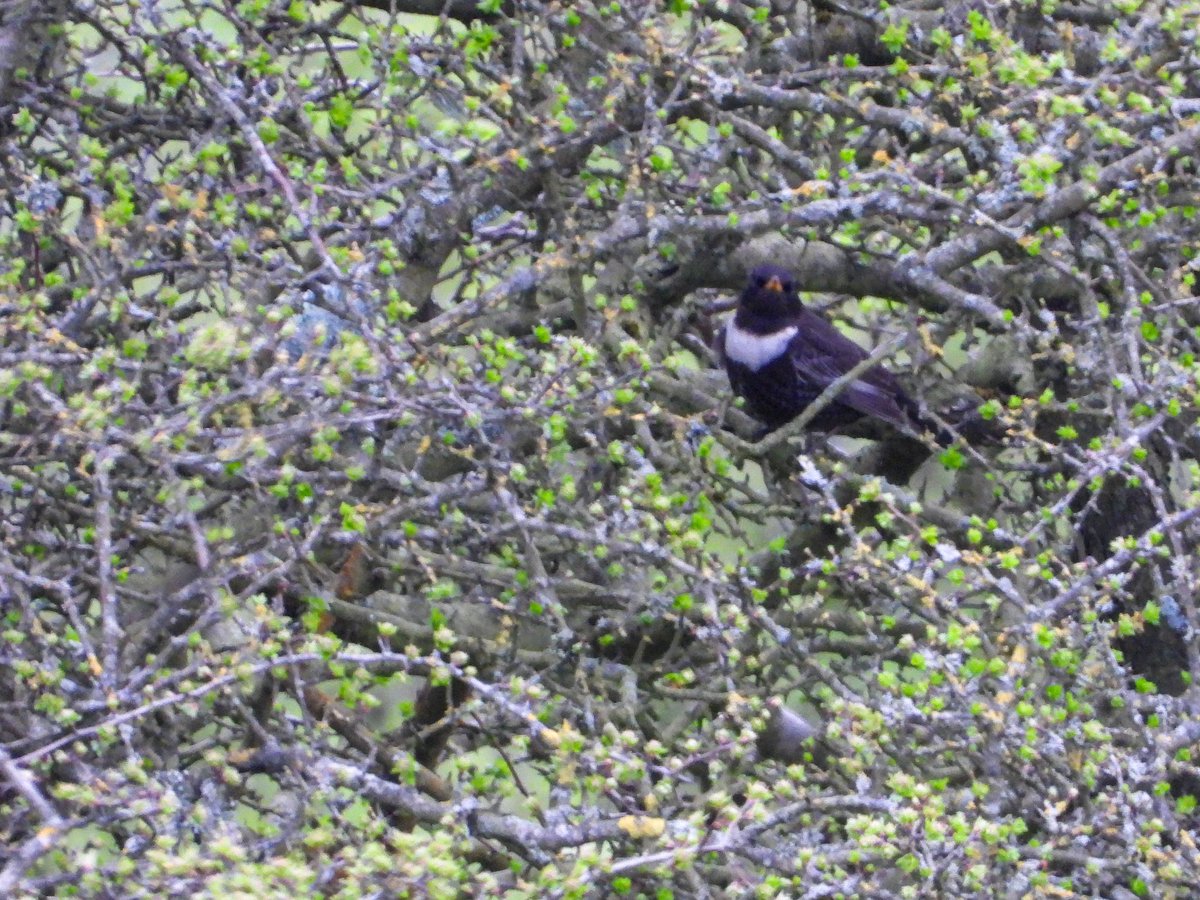 BirderJB's tweet image. Bredon Hill - At least 16 Ring Ouzels on escarpment early this morning. @WorcsBirding #Worcsbirds