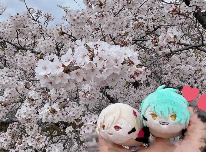 さくら〜 