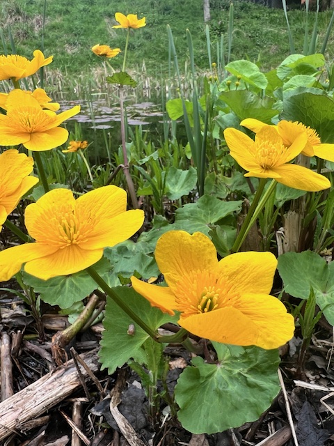 Marsh Marigold in Cator Park, Kidbrooke.