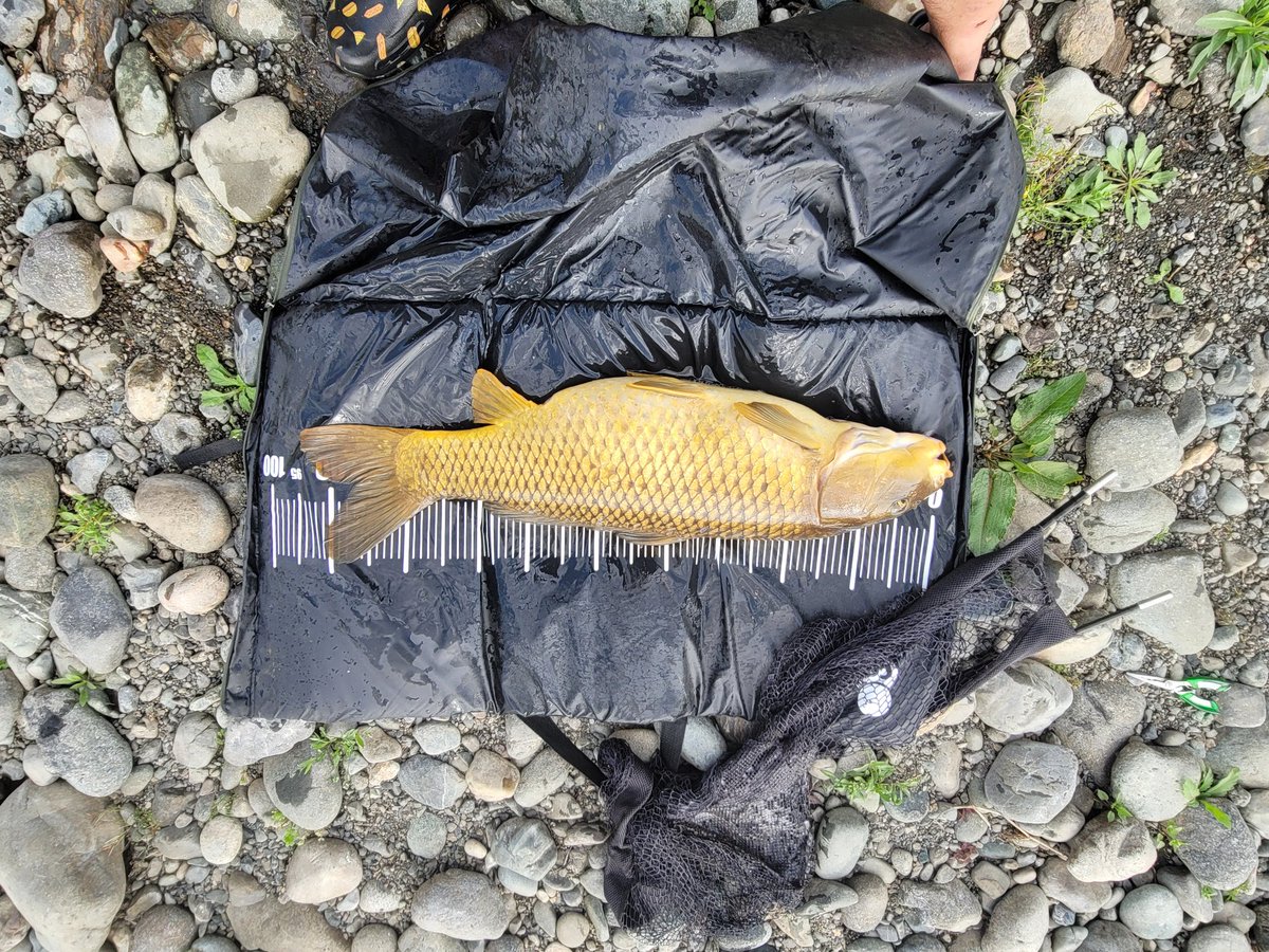 新規ポイント
９０来た～👍️
年券買ったし、今年度も頑張る💪
#カープフィッシング
#鯉釣り