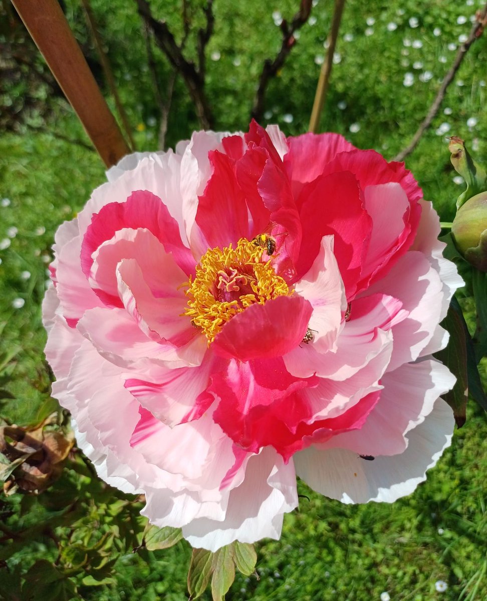 Conoscete il Giardino della Botanica Superiore? E il Giardino delle #Camelie? Venite a conoscere questi angoli nascosti del Giardino di #Boboli! Oggi ingresso gratuito (e sono fiorite anche le #peonie!) #DomenicalMuseo