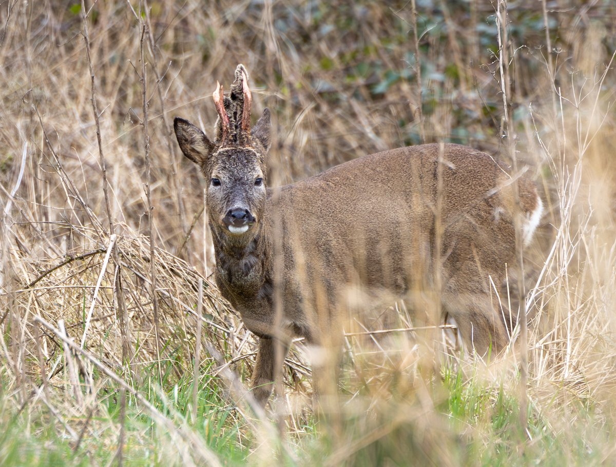 It's easy to forget that Brockholes is a young reserve, however we've already had some incredible wildlife sightings!

The reserve transforms with the seasons, so there's always something new to discover every time you visit: bit.ly/3uJ2Sda

(📸 Stephen Melling)