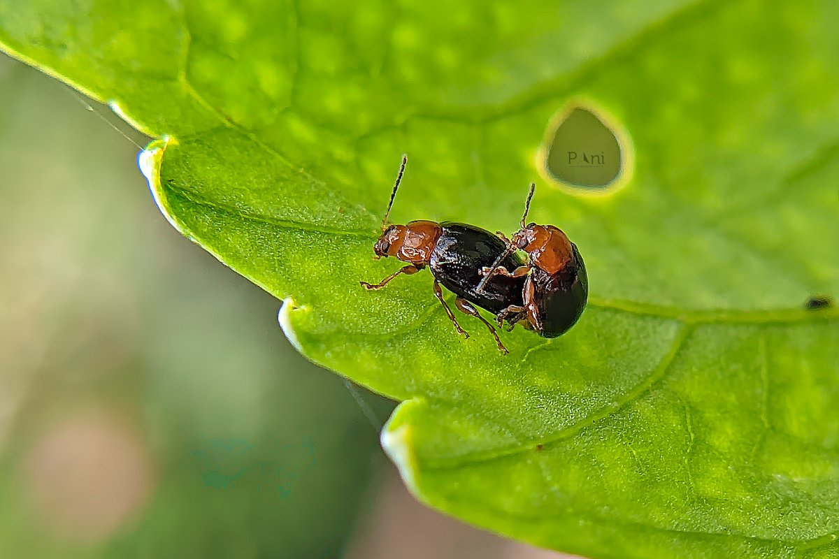 Flea Beetle Jumping Champions: Their powerful hind legs allow them to jump many times their body length, helping them escape predators and navigate their environment. @IndiAves @Avibase #insects #entomology #macroinsect #insectlife #invertebrates #bugs #science #nature