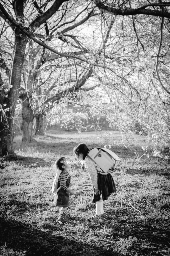 hoppecoppe's tweet image. 姉と一緒に幼稚園に行きたいと泣いて
ランドセルを背負って登校していく姉の後を追っていた子の
春です