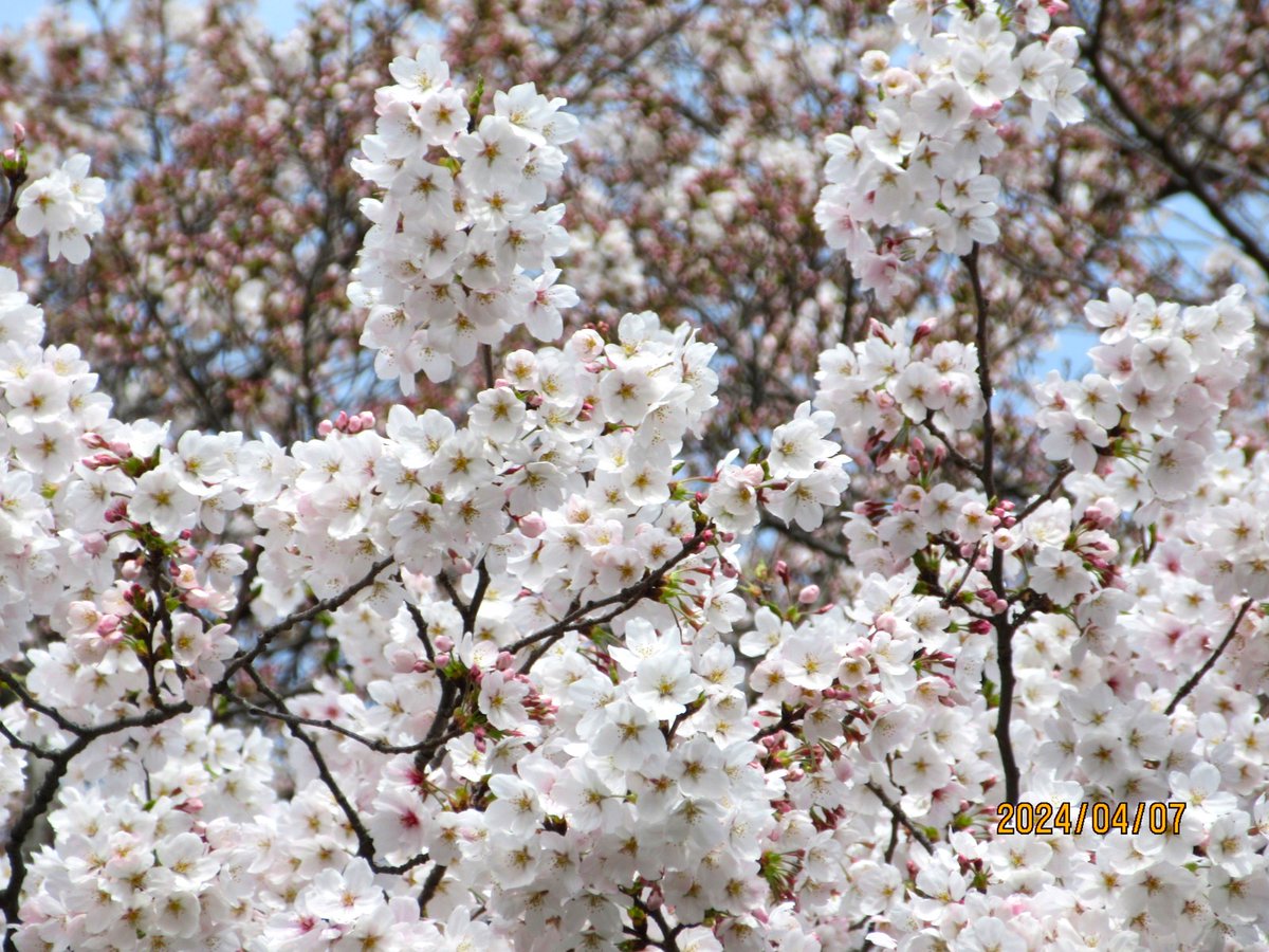 🌸桜咲いてます🌸
気温が上がり一気に咲きました！
令和6年4月7日(日)昼現在、満開となっております🙌
遊園地の桜、ぜひ御覧ください～✨

kiryu-kanrikyoukai.jp/amusementpark/…
#桐生が岡遊園地 #遊園地 #公園 #群馬県 #桐生市 #桐生