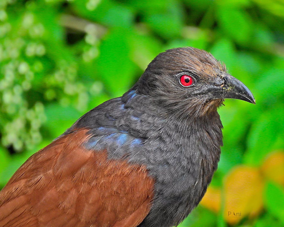 Southern Coucal They are sometimes considered aggressive birds, as they may defend their territory fiercely and have been known to attack other birds, including crows and doves. @IndiAves @Avibase #SouthernCoucal #Coucal #BirdPhotography #BirdsOfIndia #BirdsOfAsia #Nature