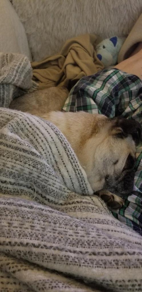 Current mood. Three sleeping dogs and a cat flying 'round the room, jingle all the way.
#SaturdayNights #pugs #dogsonX #caturday #gottabelieve