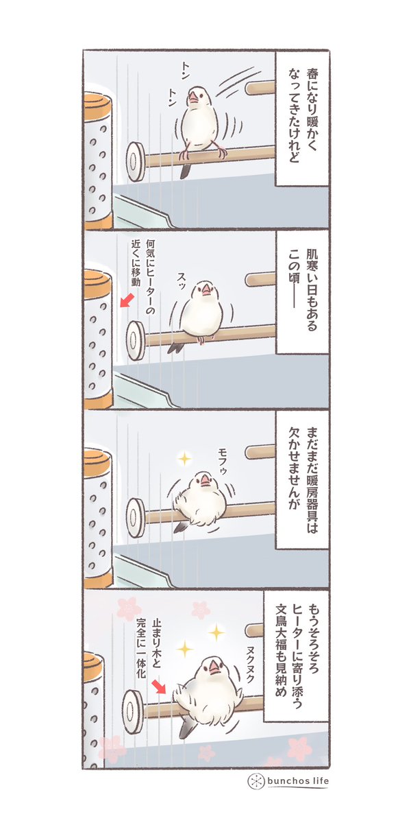 この時期冷え込むこともあるのでまだまだ暖房器具が欠かせませんが、もうそろそろこんな風景も見納め
#文鳥 
#4コマ漫画 
