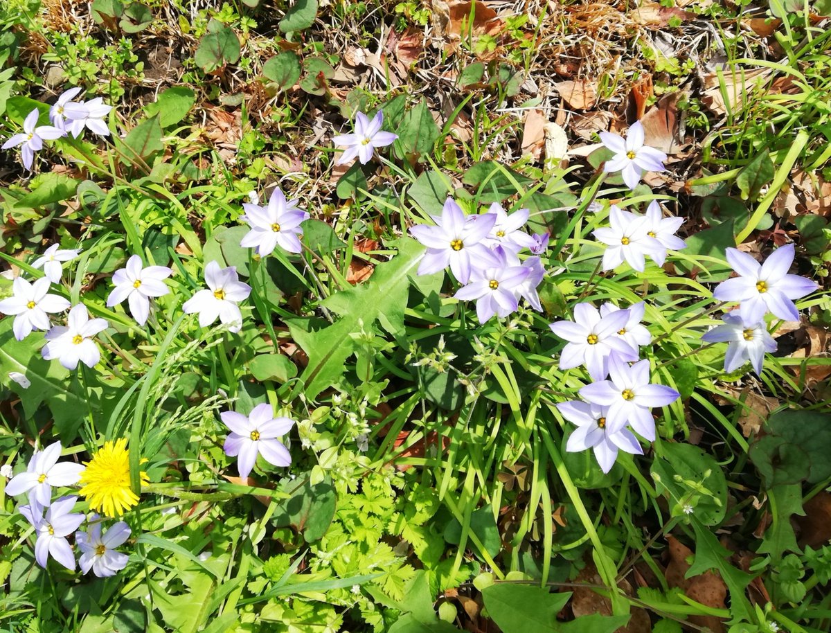 日比谷公園。お花見客やら野外ライブやら。松本楼もいつものごとく外まで大行列。桜満開。都会のオアシス。ごちゃごちゃしてるけどのどかに過ごしててみんな楽しそう