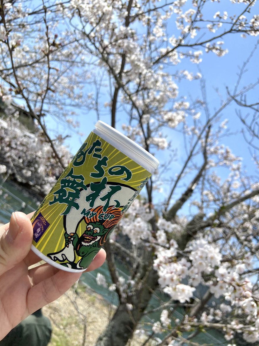 宇治川さくらまつり賑わっております！
めちゃいい天気やし、桜もきれいやし呑むしかないやつ🌸16:00まで！