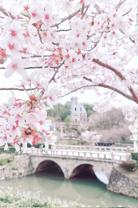 「bridge cherry blossoms」 illustration images(Latest)