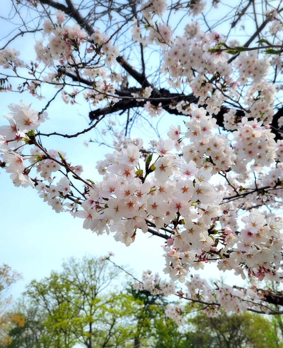 「桜だけで撮ったのも中々きれい 」|りゅうのイラスト
