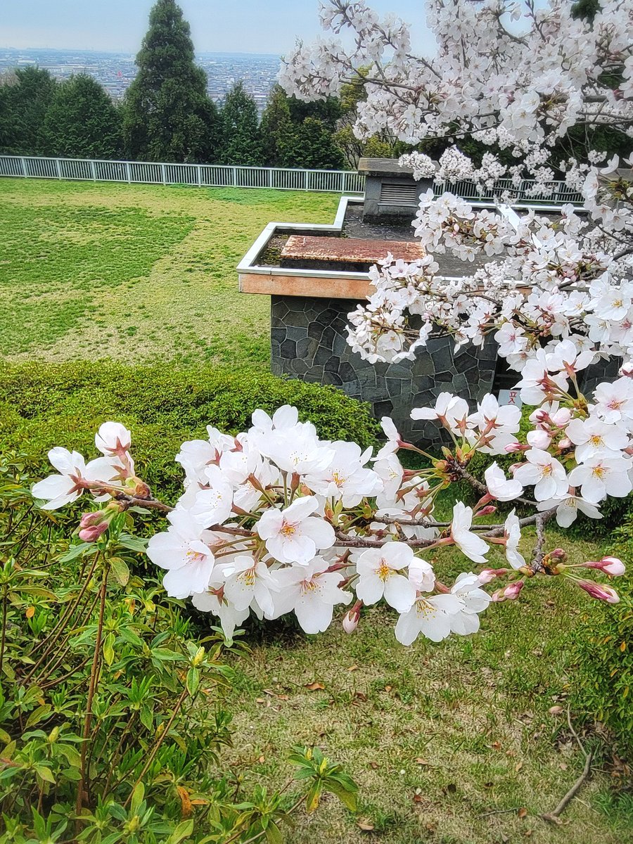 「桜だけで撮ったのも中々きれい 」|りゅうのイラスト